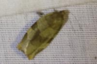 Choristoneura hebenstreitella