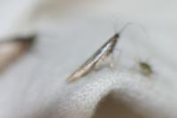 Coleophora