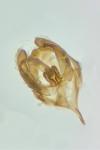 Psyche crassiorella