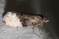 Hedya nubiferana