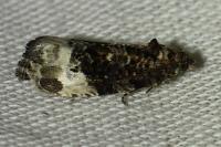 Hedya nubiferana