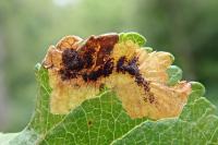 Bohemannia pulverosella
