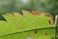 Stigmella nylandriella