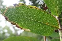 Lyonetia clerkella