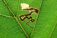 Stigmella tityrella