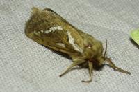 Korscheltellus lupulinus