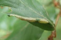 Phyllonorycter maestingella