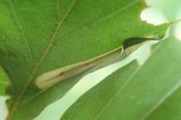 Phyllonorycter maestingella