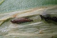 Phyllonorycter maestingella