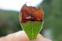 Epinotia nemorivaga