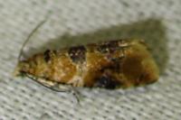 Lobesia reliquana