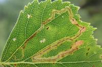 Stigmella lapponica