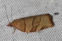 Pandemis cerasana