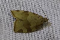 Pandemis cerasana