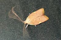 Carcina quercana