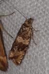 Celypha cespitana