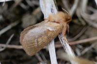 Triodia sylvina