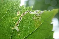 Stigmella tiliae