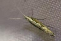 Plutella xylostella