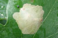 Tischeria ekebladella