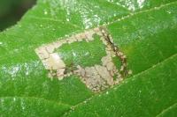 Phyllonorycter nicellii