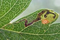 Stigmella crataegella