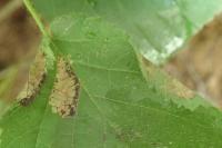 Parornix devoniella