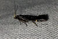Aproaerema patruella