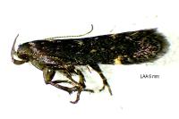 Aproaerema patruella