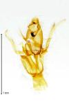 Aproaerema patruella