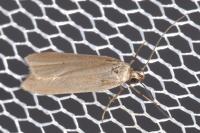 Acompsia cinerella