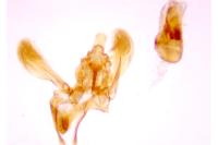 Acompsia cinerella