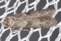 Blastobasis glandulella