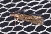 Stomopteryx lusitaniella