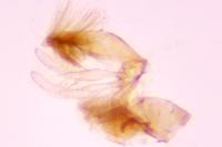 Stomopteryx lusitaniella