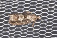 Zeiraphera isertana
