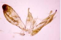 Emmelina monodactyla