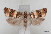 Lobesia bicinctana