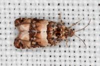 Lobesia bicinctana