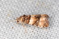 Lobesia bicinctana