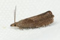 Dichrorampha