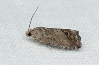 Cydia splendana