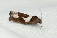 Epiblema foenella