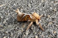 Triodia sylvina