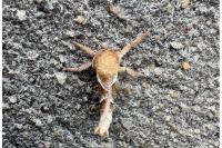 Triodia sylvina