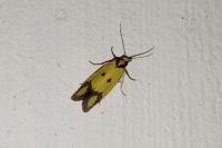 Agapeta zoegana
