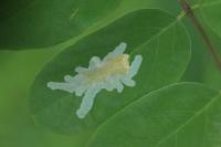 Parectopa robiniella