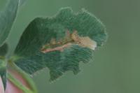 Parectopa ononidis