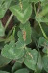 Parectopa ononidis