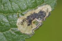 Stigmella plagicolella